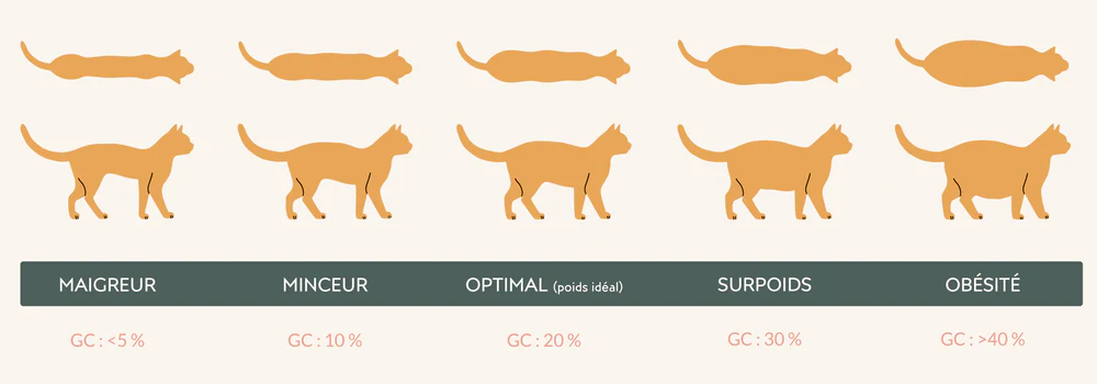 Schéma de poids pour chat de maigreur à obésité.