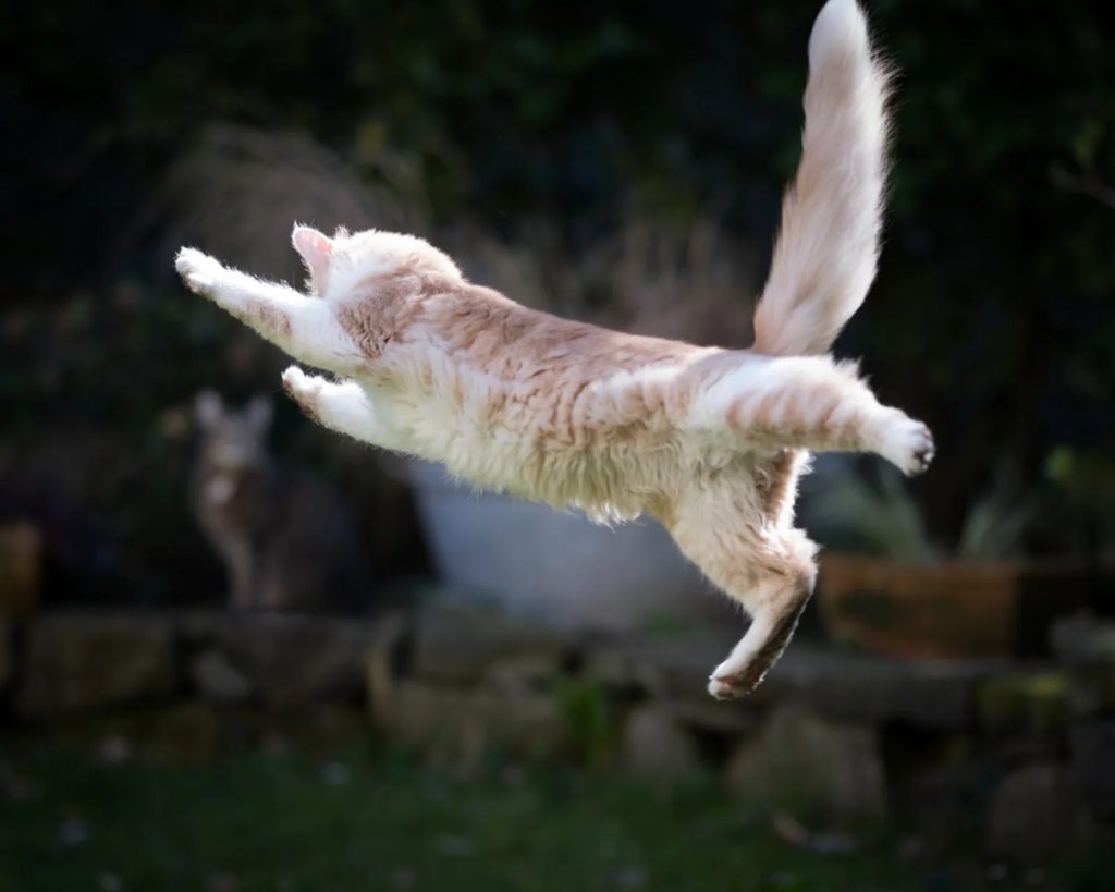 Un chat à poils longs de couleur crème et blanc photographié en plein saut acrobatique dans un jardin, le corps totalement étiré à l'horizontale.
